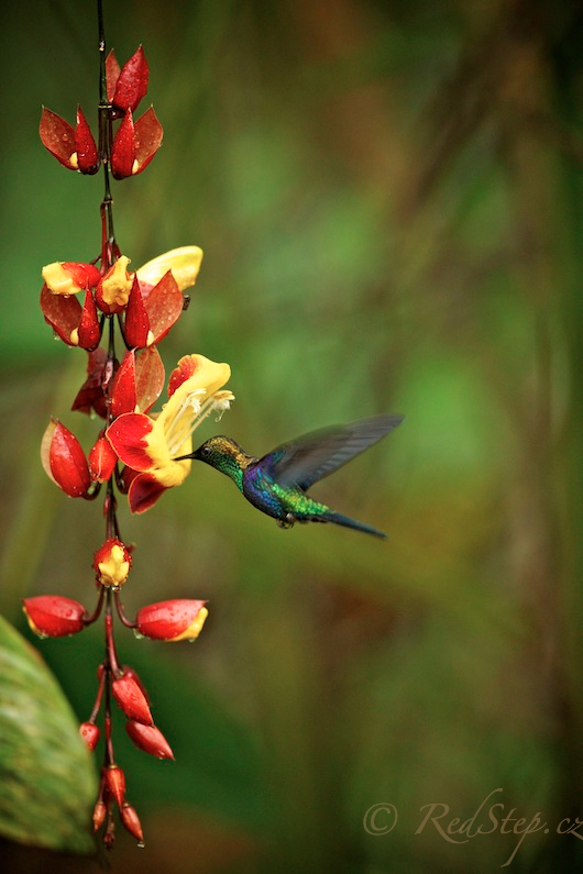 Kolibřík zelenotemenný (Thalurania fannyi) 