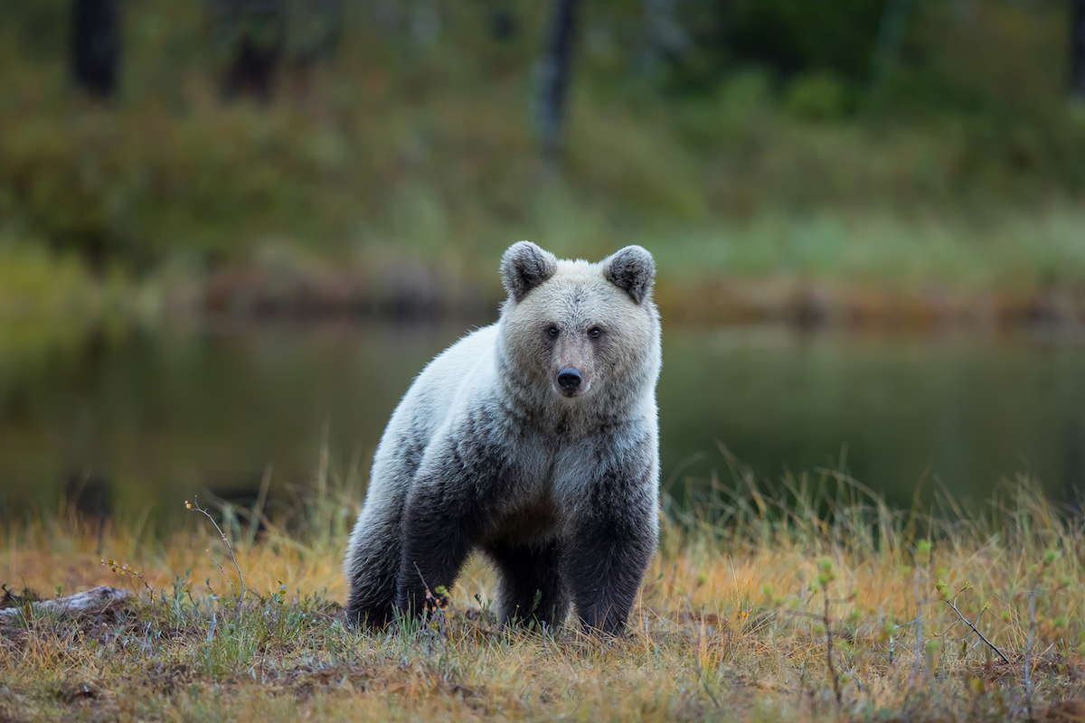 Medvěd hnědý (Ursus arctos)